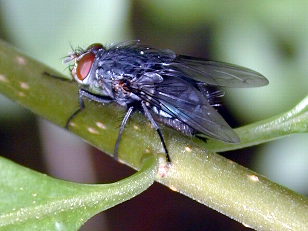 fly