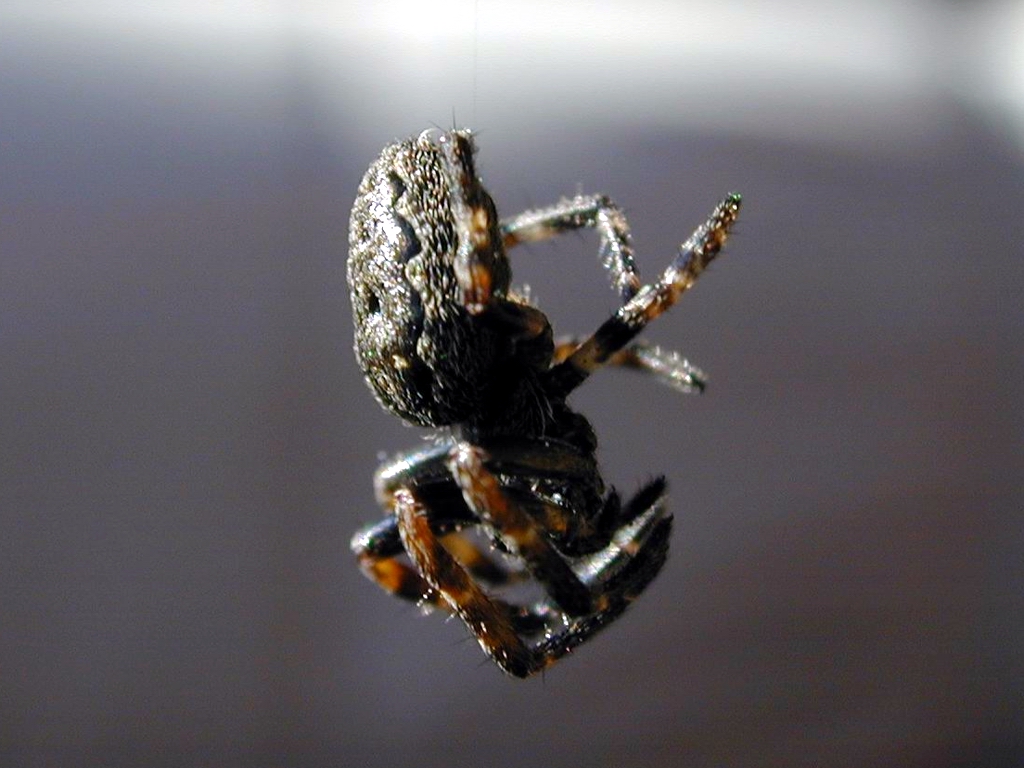 spider