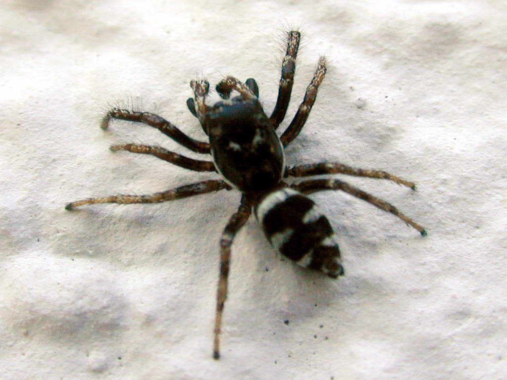spider2